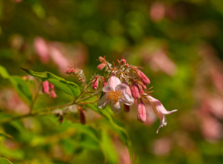 Pink weigelia shrub. Beautiful pink small flowers closeup. Floral simple concept with nature background and aesthetic bokeh