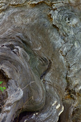 樹木の幹のアブストラクトな表面模様