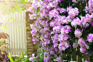 Mansoa alliacea, or garlic vine, is a species of tropical liana in the trumpet-creeper family. Purple Garlic Vine Beautiful flower