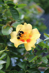 Bee pollinating on yellow landscape rose