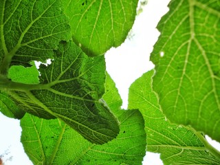 Beautiful green of Huerta