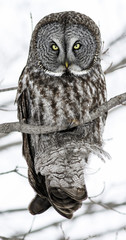 great grey owl