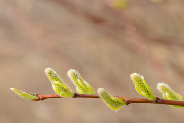 Blooming leaves from buds in spring. Young leaves of plants. Selective focus.