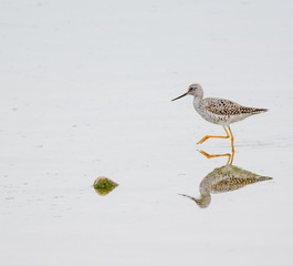 Greater Yellowlegs (Tringa melanoleuca)