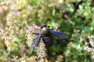 Bourdon noir bleuté