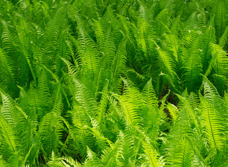 Green fern. Nature texture background. Forest ground in the sun