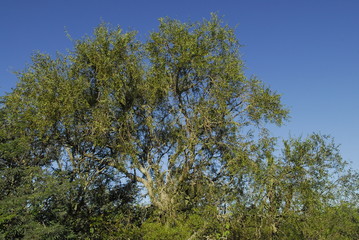 Flora Santiago del Estero