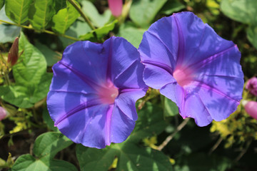 Purple Tulip trail vine