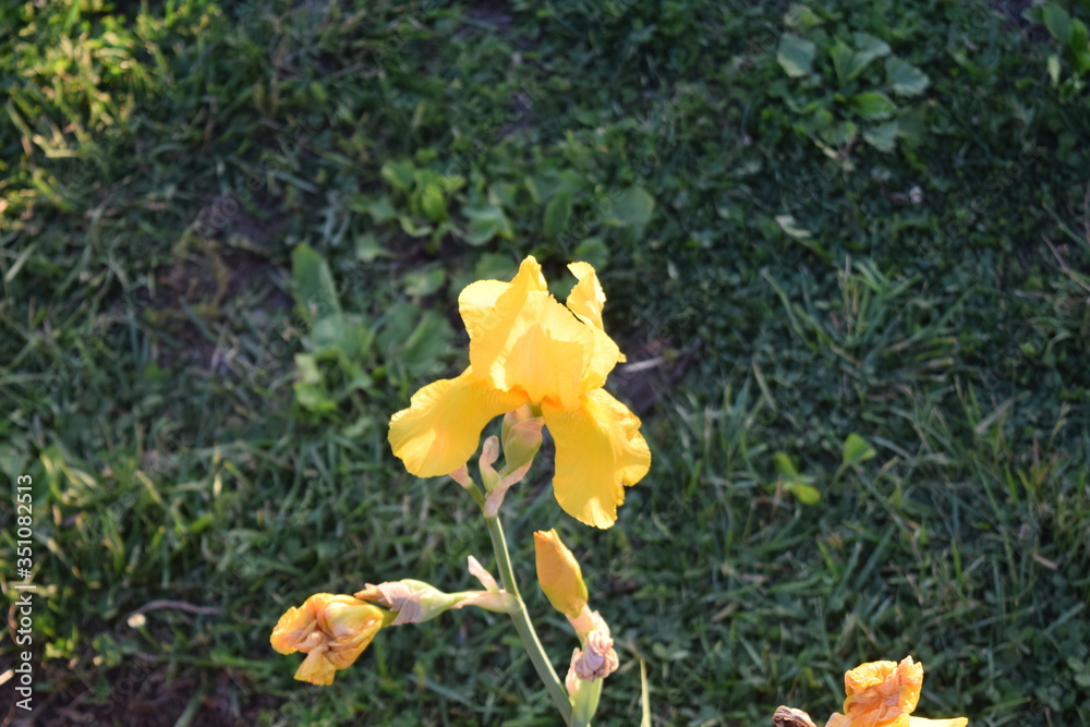 Wall mural Yellow Iris Flower