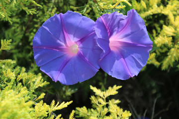 Purple trail vine flower