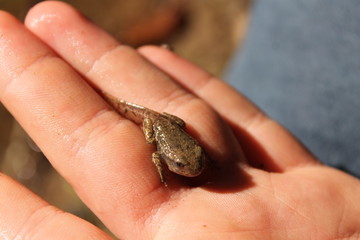 Bébé grenouille