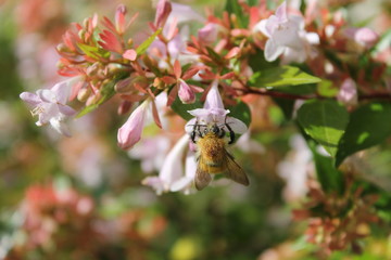 Aubretia et abeille