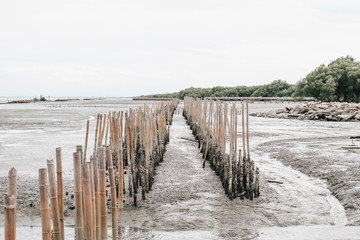 Mangrove roots and water and sand on the shore.Bamboo fence wall is breakwater for protecting the shore and mangrove forest from wave erosion and storm in sea background and sunshine in the morning.