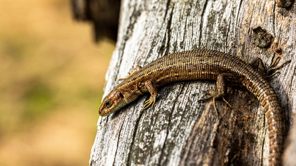 Lizard on wood chunk