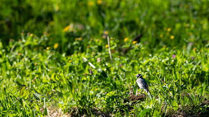 Bird on grass