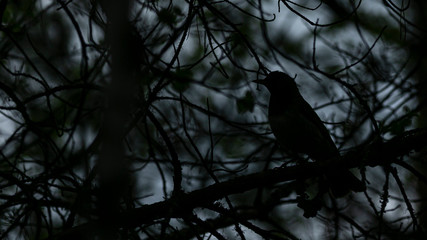 Small bird on tree branch