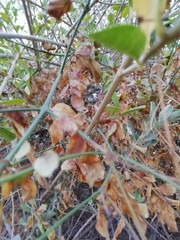 autumn leaves in the forest