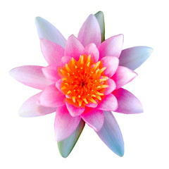 Obraz premium soft focus of pink lotus flowers isolated on white background