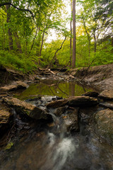 Forest scene in the early spring 