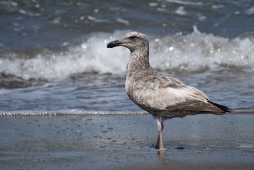 An immature California gull (Larus californicus) stands on the beach with the breaking waves behind it, at Moss Landing State Beach in California.