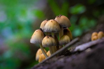 mushrooms and fungus in the forest