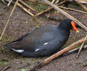 A common gallinule (Gallinula galeata) cruising the plant-covered shallow waters along the edge of Pinto Lake, in Watsonville, California.