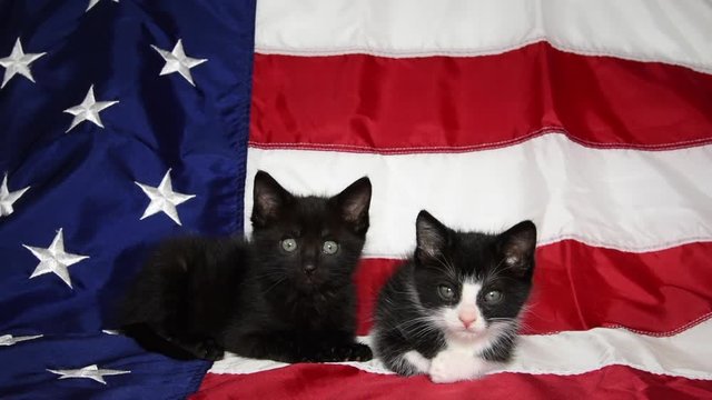 HD video of a black and  tuxedo kittens sitting on an American flag looking at viewer, black kitten yawns.

