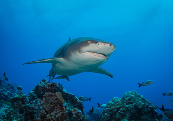 Fototapeta na wymiar Lemon shark