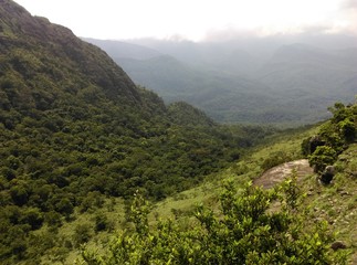 Mountain slope rainforest
