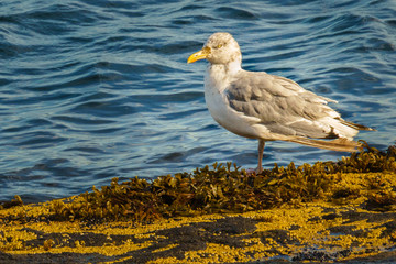 Seagull Standing One-Legged on Lichen Covered Rock