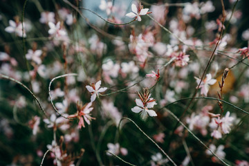Colourful autumn colours in the Park with sunrise and sunshine in the fall season. Nature in autumn at New Zealand.