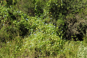 Monte Santiago del Estero