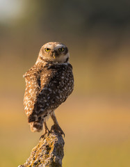 Hermosa lechuza parada sobre un poste con la cabeza girada hacia atrás y mirada penetrante. Fondo totalmente desenfocado