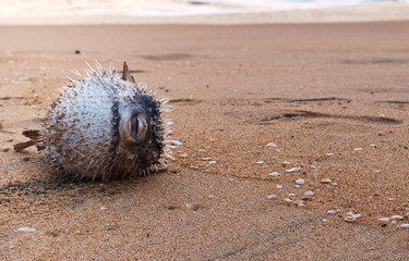 A dead puffer fish washed ashore and lying on its side on the beach with many shells nearby in...