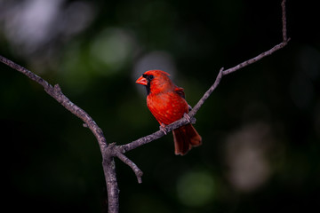 Northern cardinal
