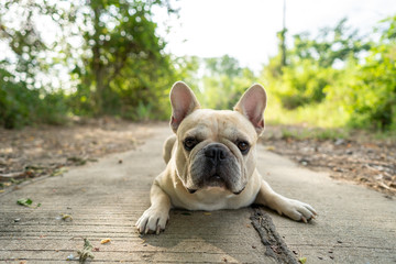 Fototapeta premium Cute french bulldog lying bicycle lane in park