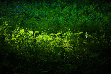 木漏れ日に照らされた草原