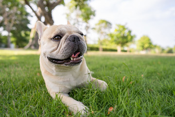 Cute french bulldog lying on grass at park  during morning walk