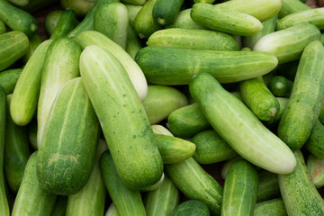 fresh cucumbers in the market