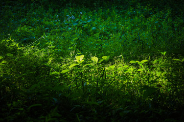 木漏れ日に照らされた草むら