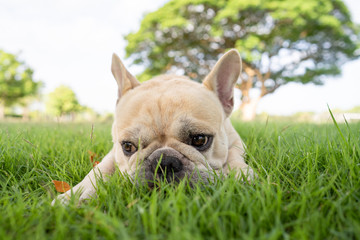 Fototapeta premium Cute french bulldog lying on grass at park during morning walk