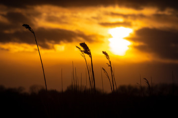 silhouette sunset in the midwest 