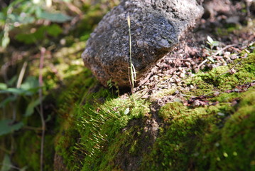 Monte Santiago del Estero