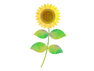 ヒマワリの水彩イラスト
