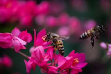 Bumblebees flying with pink flowers pollination