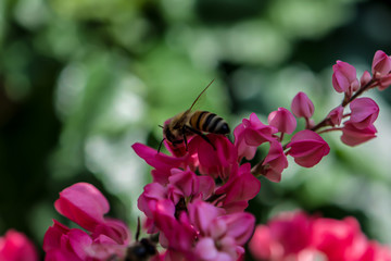 Bee on a pink flower 