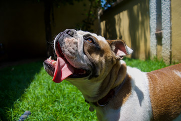 english bulldog happy at the sun 