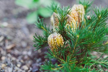 native Australian banksia birthday candle plant outdoor in a sunny backyard