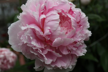 Pink Peony Bloom 2020 1B