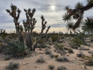 Joshua Trees